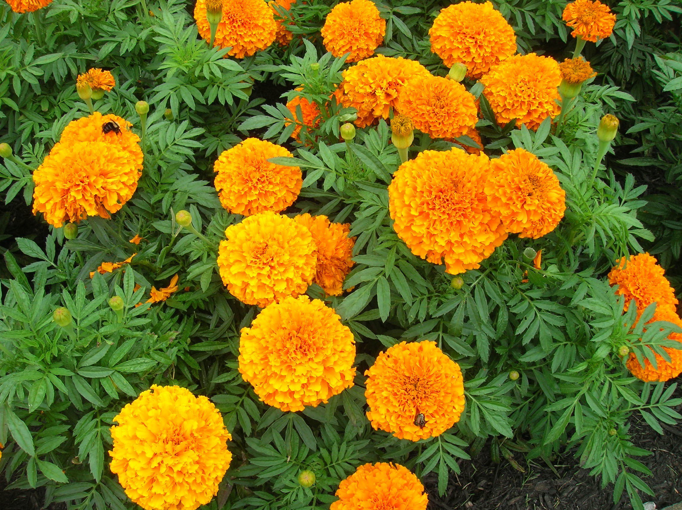 Creative Farmer Flower Seeds Marigold Inca Hybrid Type Double African Mixed Flower Seeds For Home Garden-100 Seeds (B01LZC1MAX) Amazon Price History, Amazon Price Tracker
