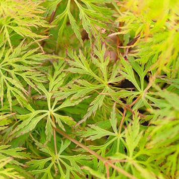 Acer palmatum dissectum 'Emerald Lace' | Japanese Maple Deciduous Potted Trees for Small Gardens | Premium Bushy Plant Shrub Tree in Pot 50-70cm Incl. Pot