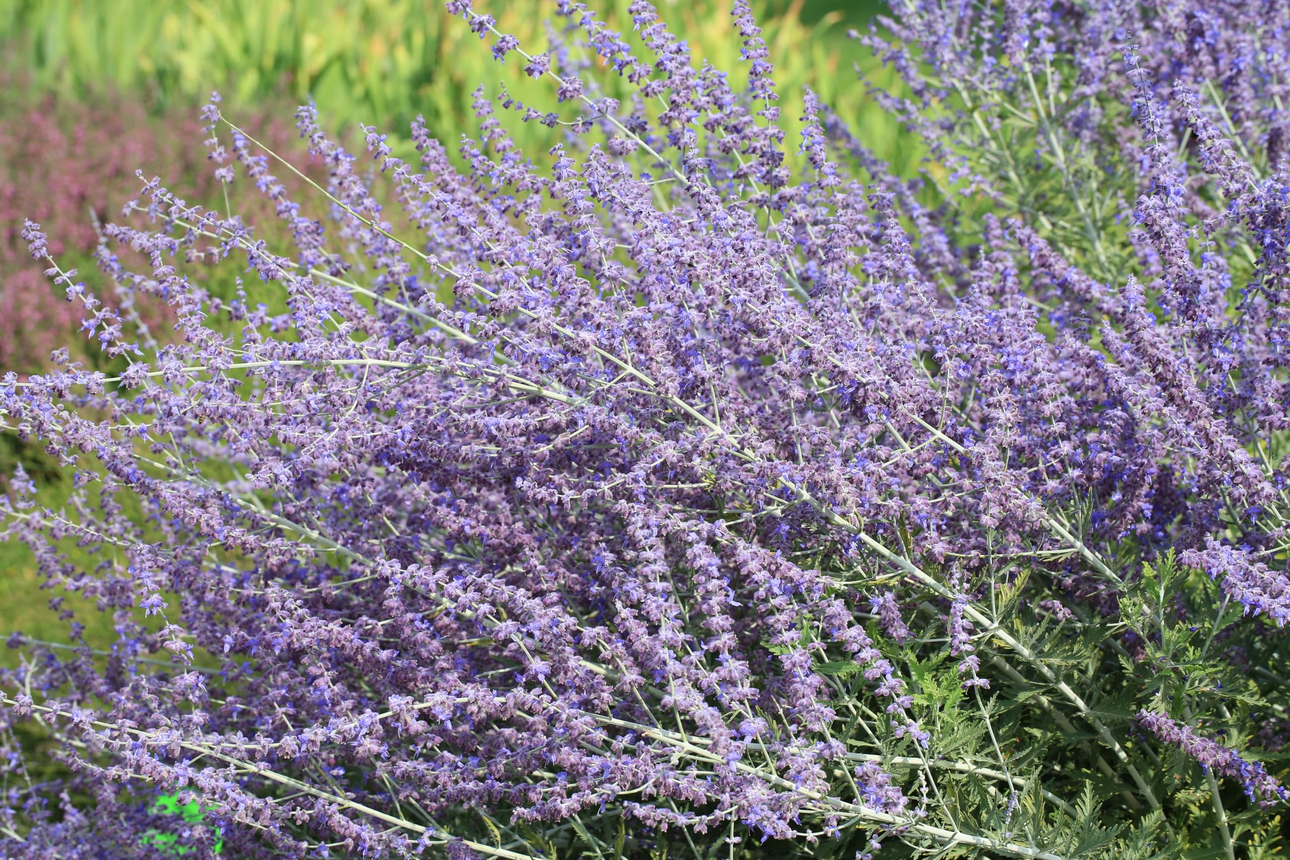 Stauden Gänge 3 x Perovskia atriplicifolia 'Blue Spire' (Gehölz/Winterhart/Mehrjährig/Bodendecker/Bienenfreundlich) Blauraute - Duftende Eleganz in sanften Blautönen - toller Duft