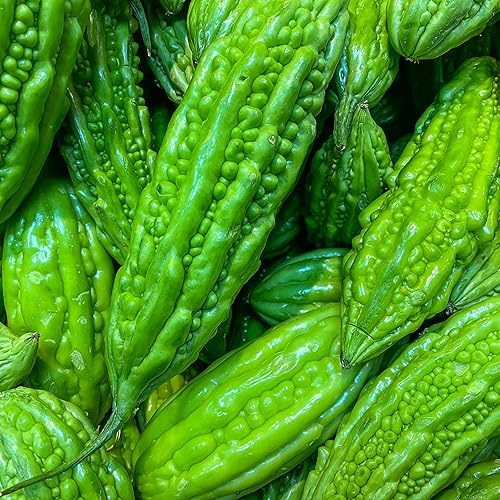 YEGAOL Garden Ampalaya - 20 semillas de verduras, melón amargo anual de crecimiento rápido para plantas de jardín al aire libre disponible en Yaxa Colombia