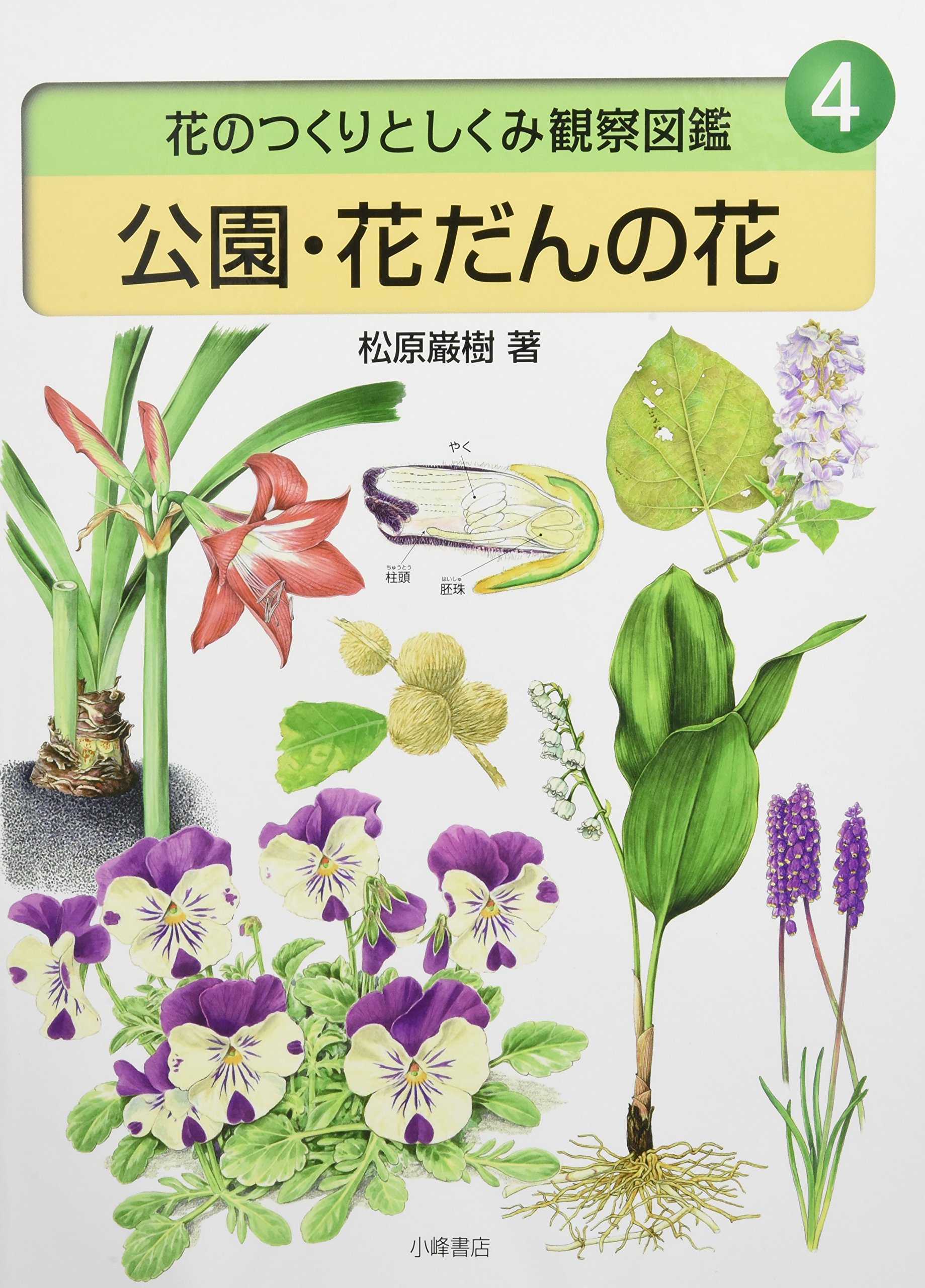 身近な野草とキノコ : 花のつくりがよくわかる植物観察図鑑 旺文社 松原巌樹 Amazon.co.jp: 松原 巌樹: 本、バイオグラフィー、最新アップデート
