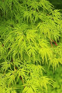 10 Upright Green LACELEAF Maple Japanese Seiryu Acer Palmatum Dissectum Viridis Tree Seeds