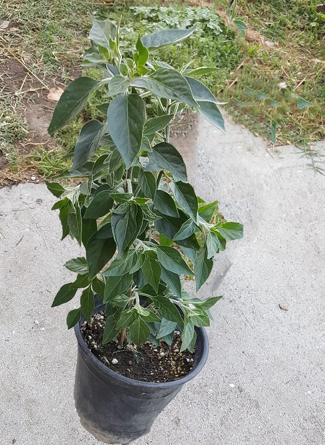 1 Black Cobra Pepper Live Plant Also Know as The African Chile de Arbol peper Plant Free GBFertilizer kit pakage per Plant
