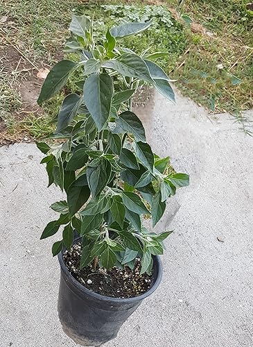 Miniatura 1 de Planta viva de pimienta negra también conocida como la planta africana de Chile de Arbol
