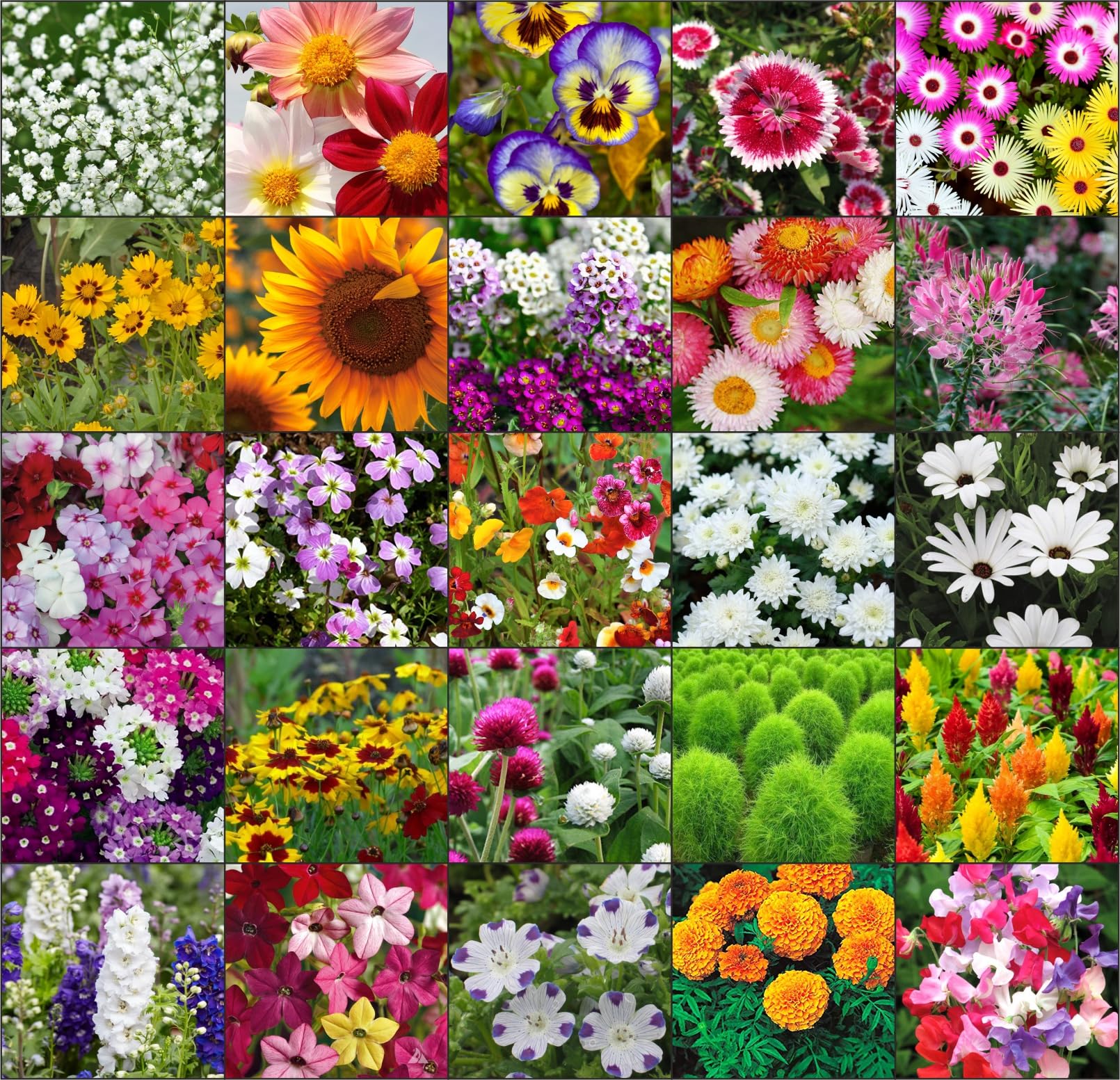 Agrey combo of 25 variety flower seeds with instruction manual. (B0CGNNFHK6) Amazon Price History, Amazon Price Tracker