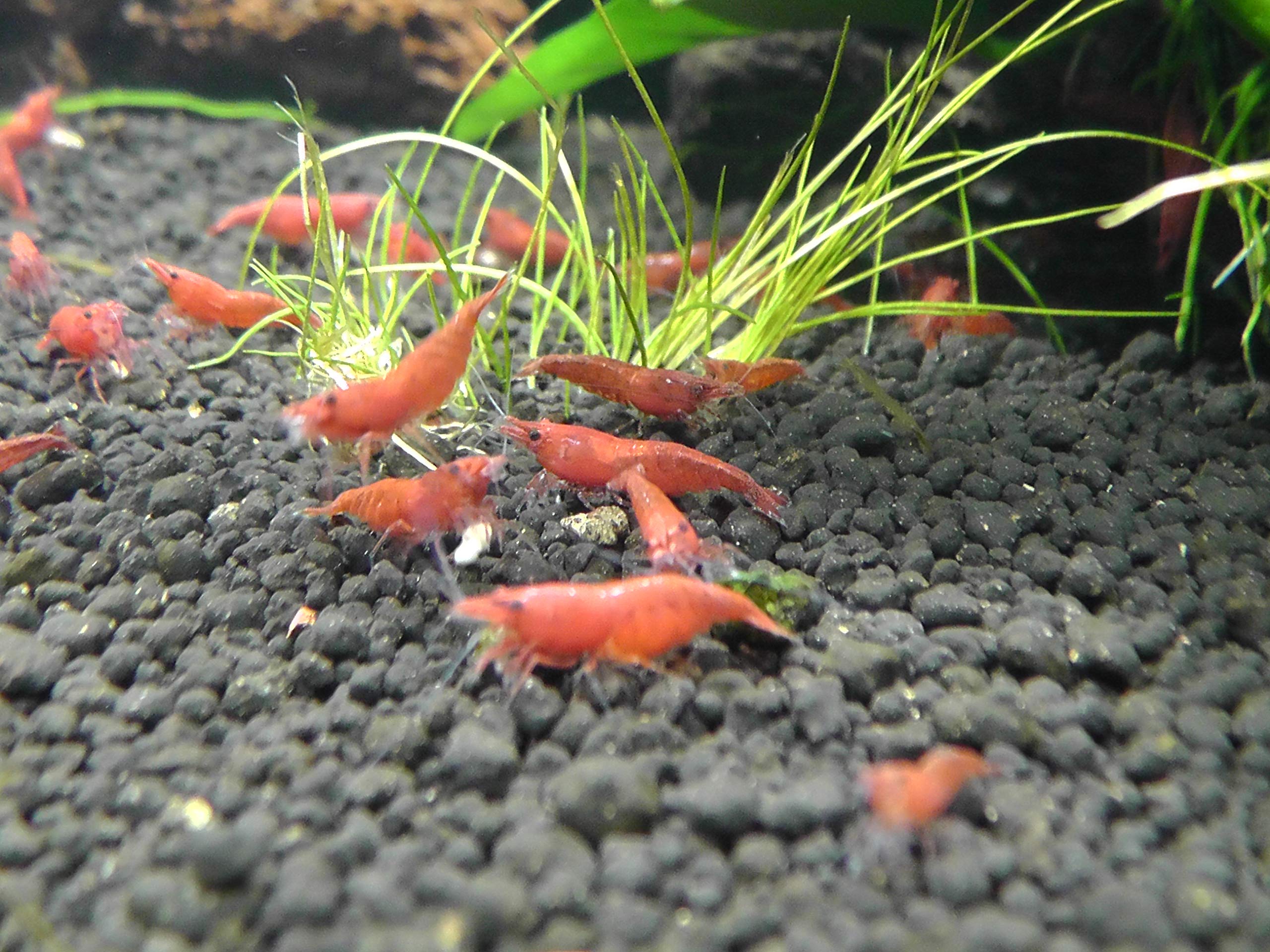 Garnelen Mix Bunte Mischung 10 Stück Shrimpfarm-Frankfurt