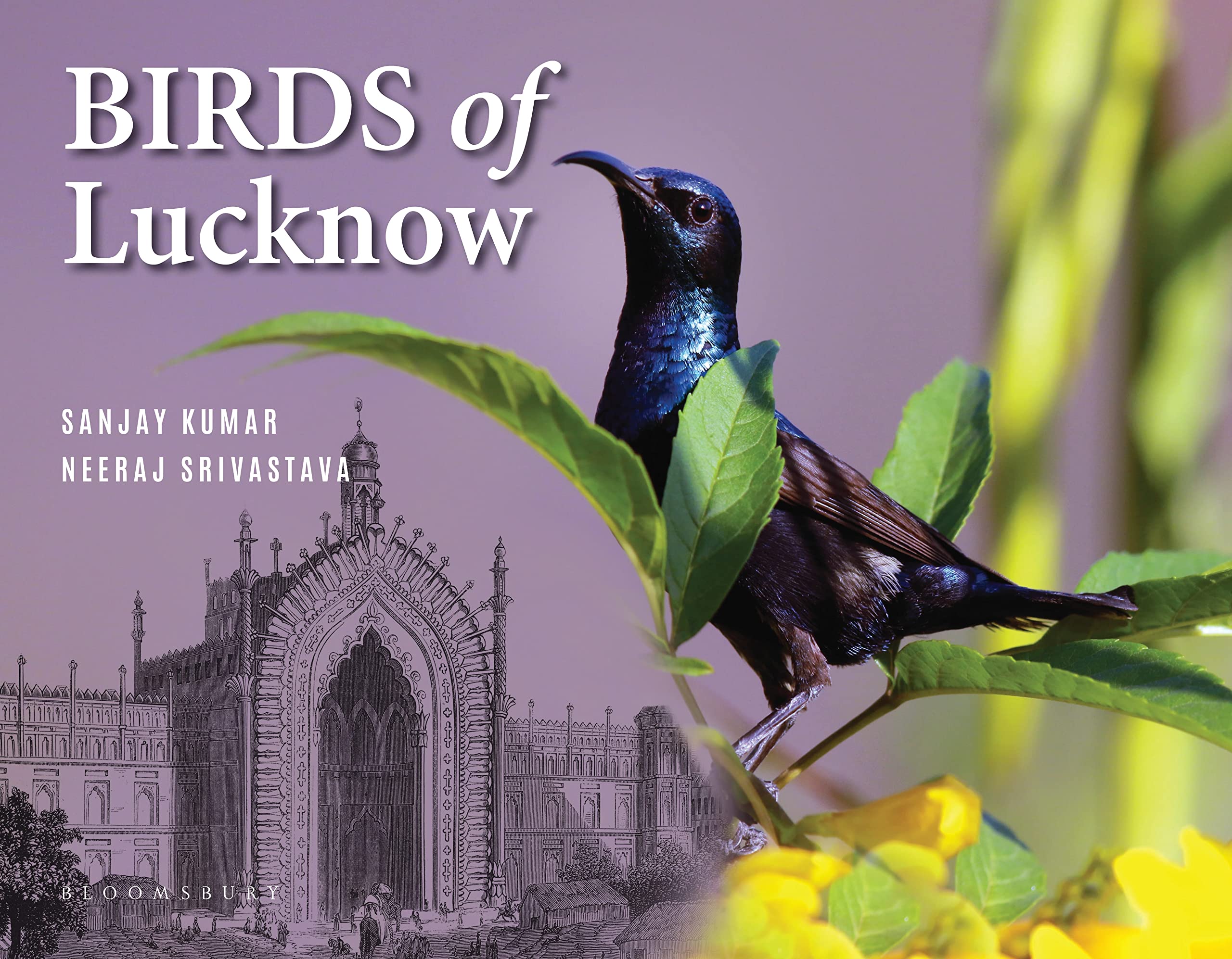 Birds of Lucknow