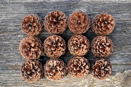 Vista 5 de Review Outdoor Gear 5, 8, 10 o 12 ponderosas decorativas de 3 a 3.5 pulgadas, conos de pino sin aroma, decoración del hogar, para otoño e invierno