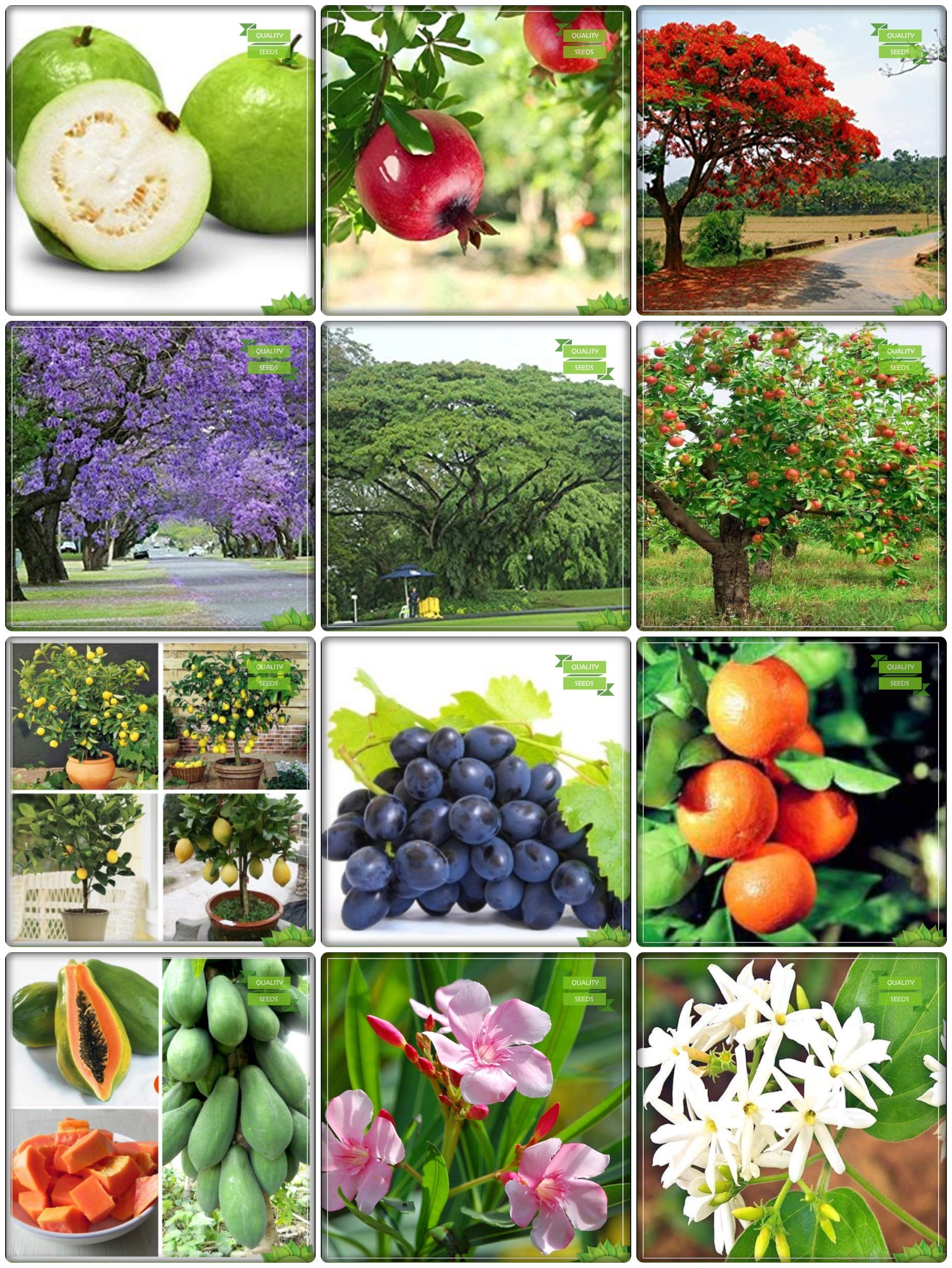 Creative Farmer Fruit Seeds Combo Fruit & Tree Seeds : Jacaranda Mimosafolia, Flame Tree, Coco Tamarind, Karavira, Night-Flowering Jasmine, Psidium Guava, Pomagranate, Apple, Lemon Seeds, Grape, Orange, Papaya Terrace Gardening