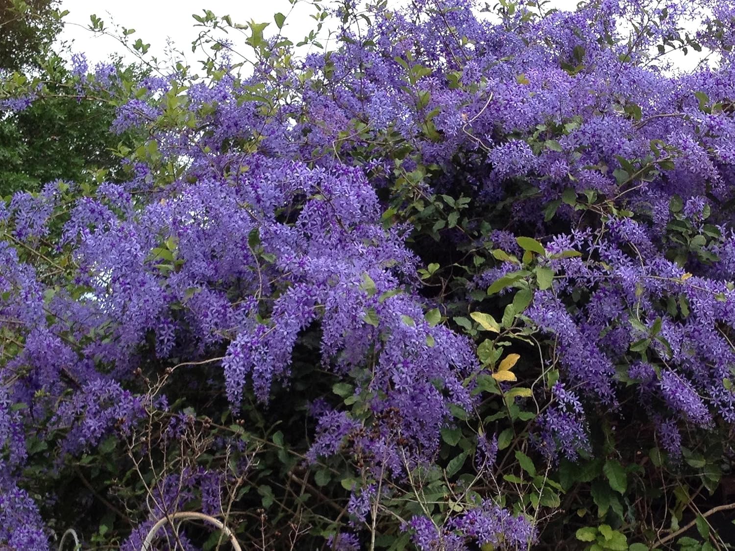 Purple Queens Wreath, Sandpaper, Bluebird Vine - Petrea volubilis - Live Plant - Lavender Flower - 8 to 12 Inches Tall - 4 Inch Pot