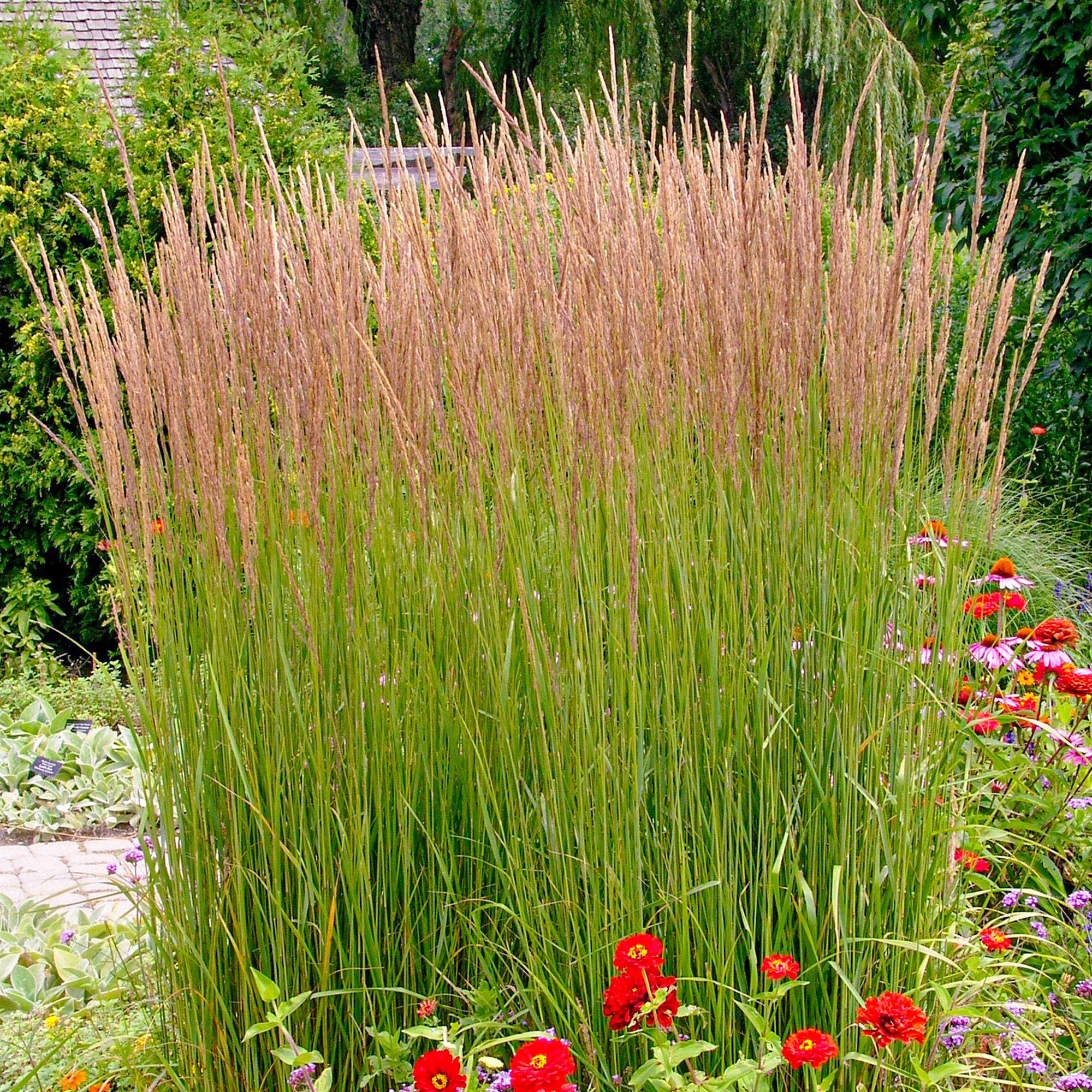 Calamagrostis Karl Foerster - Perennial Ornamental Grasses Outdoor Garden Ready Plant - Create a Garden Focal Point with One of These Feather Reed Ornamental Grass Plants (2 Litre Pot, 40-60cm)