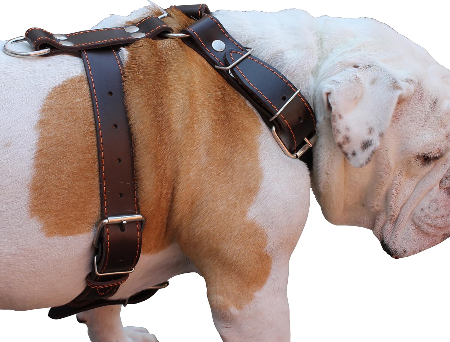 Dogs My Love Brown Genuine Leather Dog Harness Large. 30"-35" Chest, 1.5" Wide Straps Pitbull, Boxer, Rottweiler