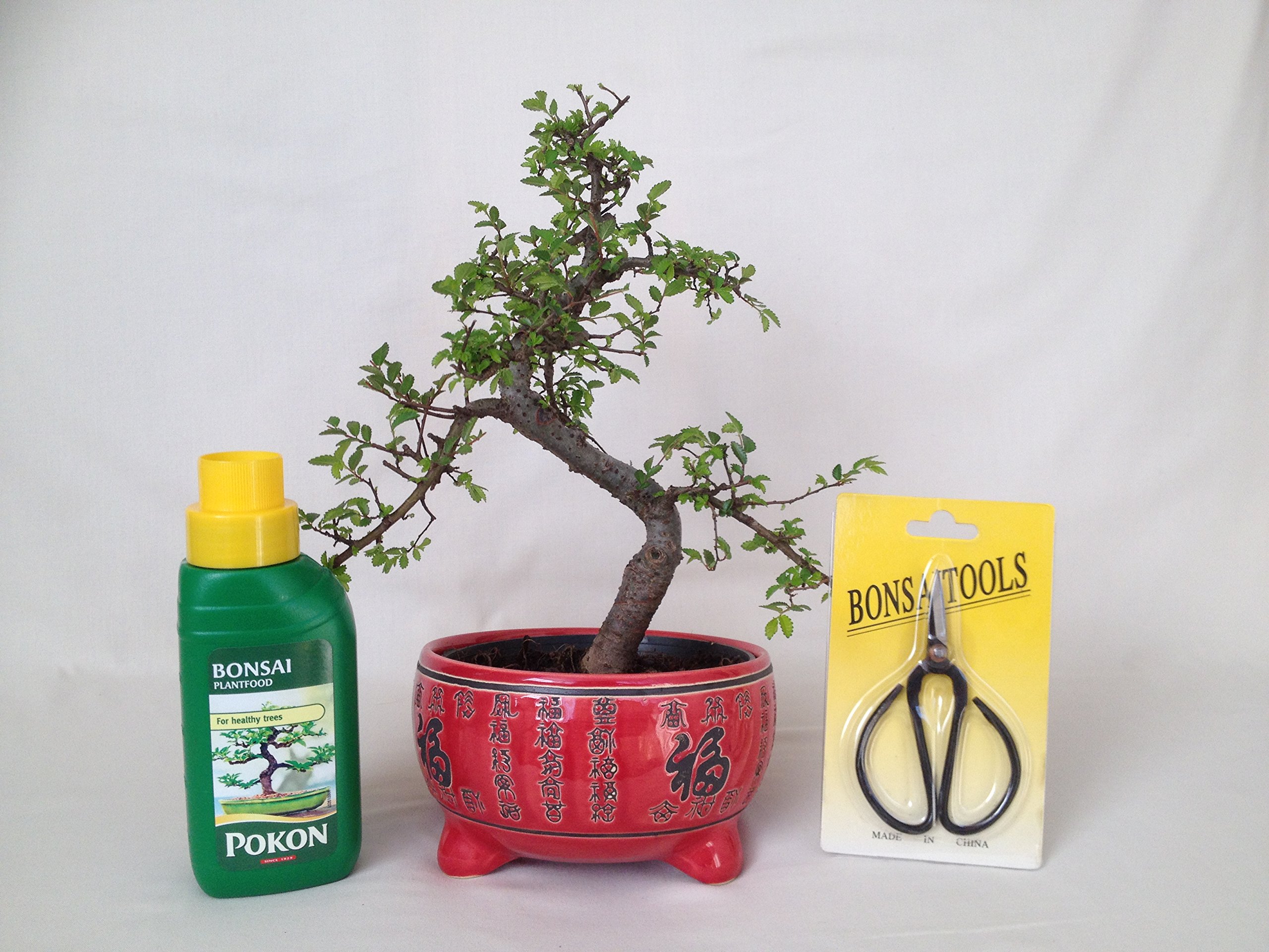 Bonsai Tree - Chinese Elm in Red Ceramic Pot + Feed & Scissor