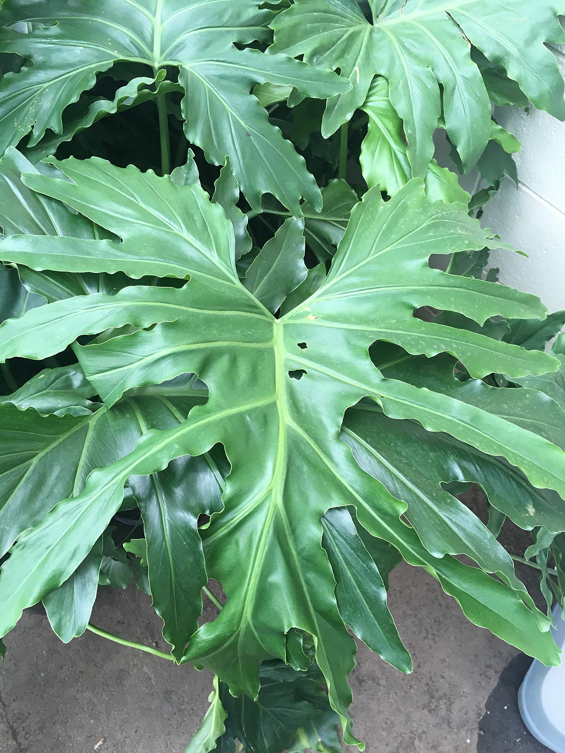 Amazon.com : Split Leaf Philodendron - Live Plant in a 3 Gallon Growers Pot  - Philodendron Selloum - Slow Growing Evergreen Indoor or Outdoor  Houseplant : Patio, Lawn & Garden