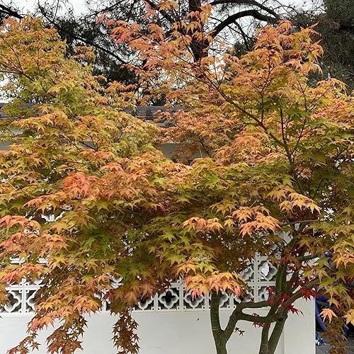 Miniatura 3 de YEGAOL Garden - Semillas de árbol caducifolio de arce japonés amarillo, valor ornamental en jardines y paisajes al aire libre, 25 semillas de flores