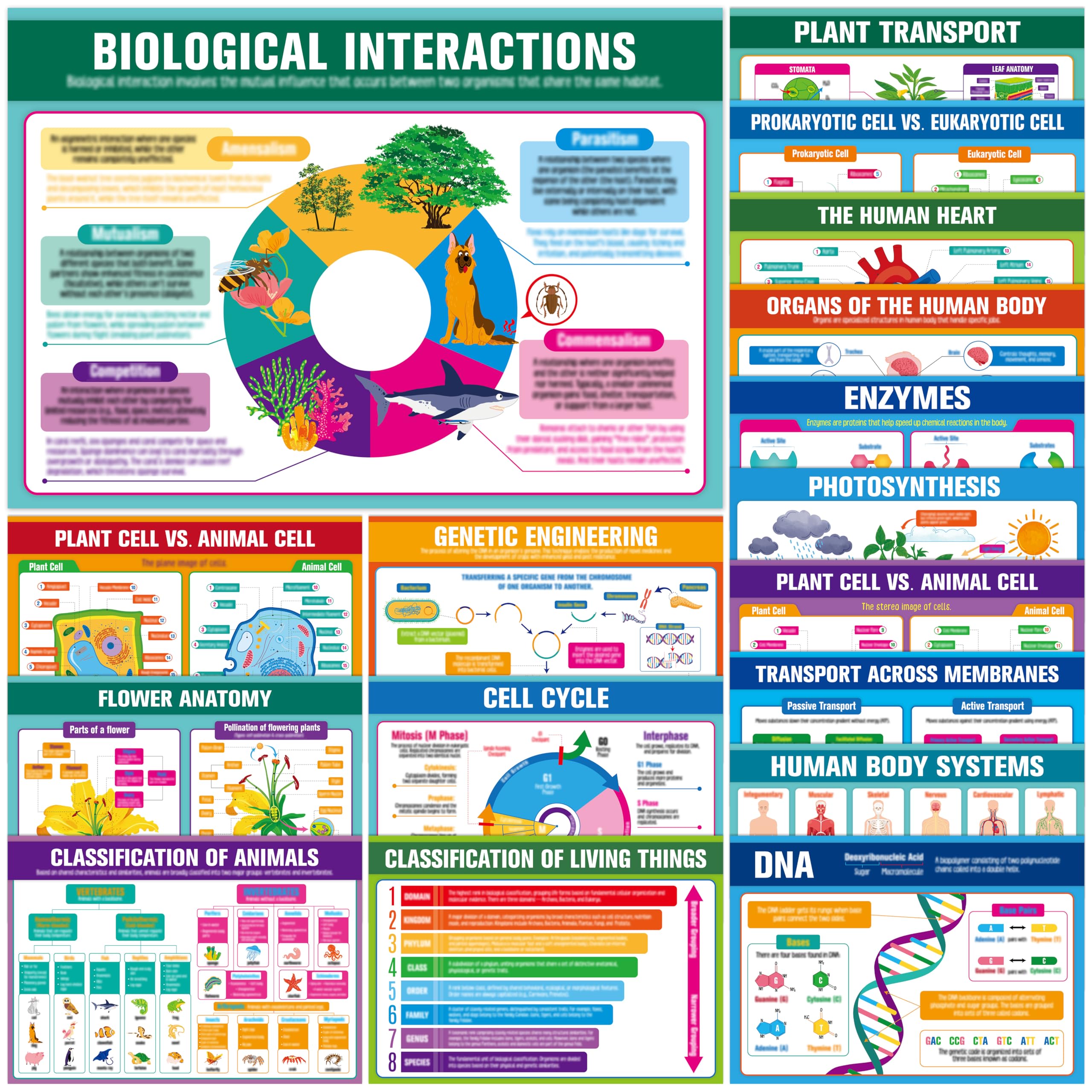 17 Laminated Biology Posters, Human Body System, Cell Anatomy, DNA, Photosynthesis, Educational Science Charts For Middle & High School, Learning Tool For Classroom, Bulletin Board, Room, 11”x16”-image-31