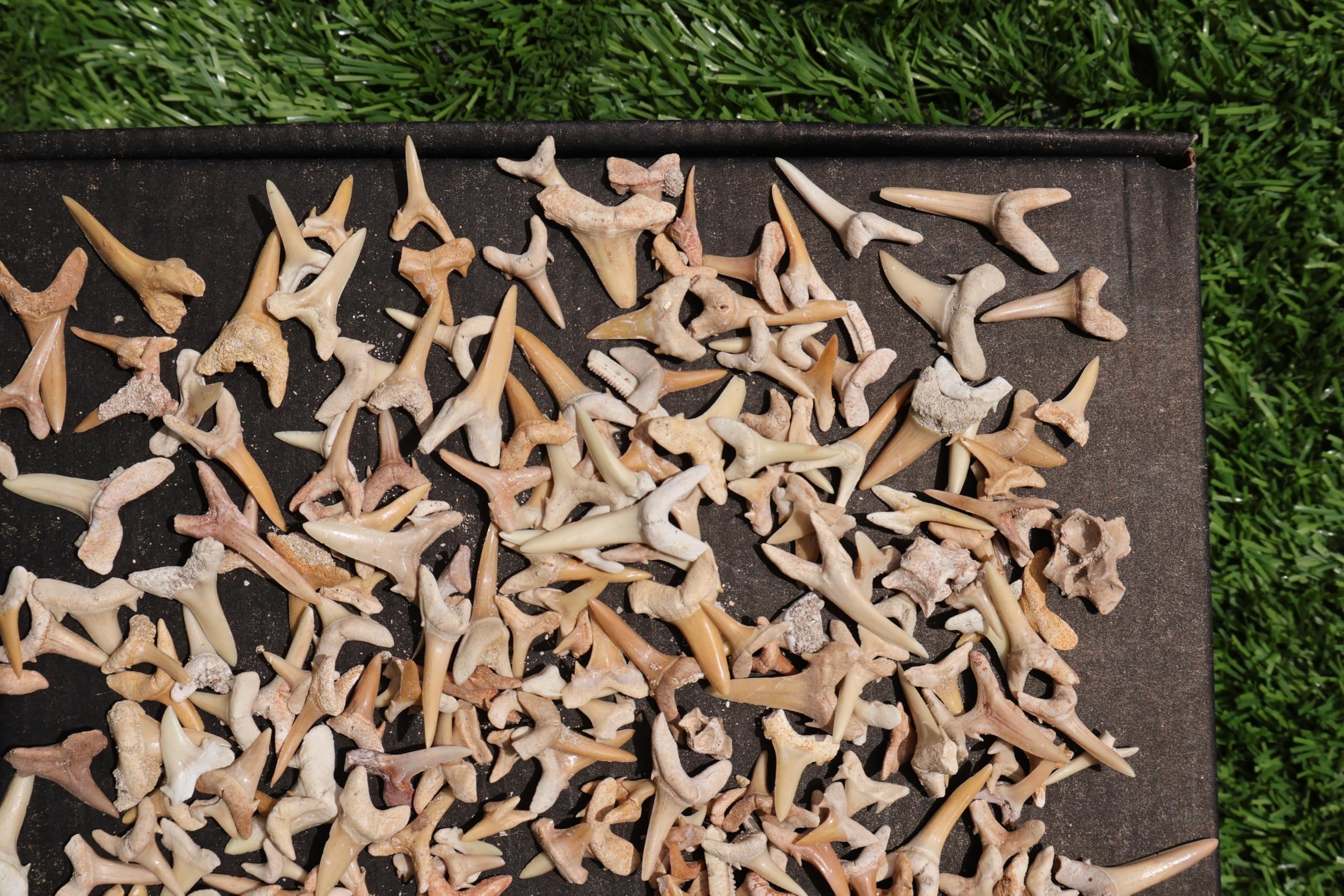 Great Collection of Shark Teeth Fossil Shark Teeth Fossils for Kids Fossils from Morocco A249