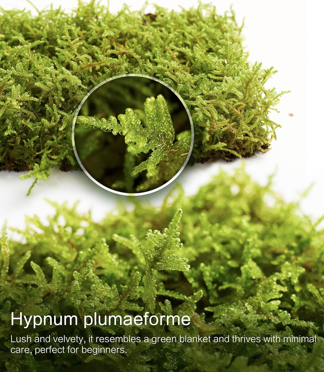 Real Live Hypnum Moss (8"x8") – Natural Sheet Moss for Terrariums, Bonsai, Reptile Habitats & Fairy Gardens – Reusable, Easy to Shape & Revives Quickly with Mist