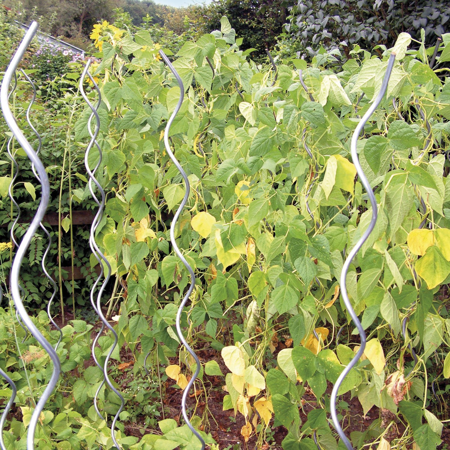 bellissa - Spirali di Alta qualità per pomodori, aste e aste a Spirale per Il viticcio in Giardino, 170 cm Ø 12 mm