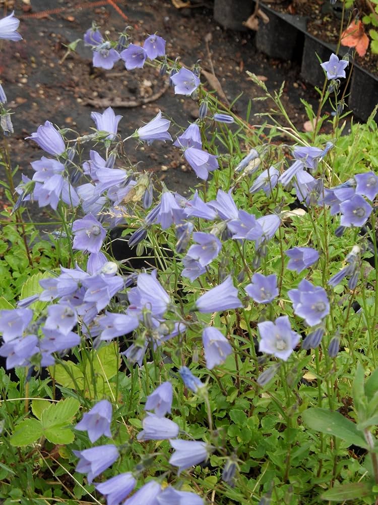 Image of Dwarf bellflowers (Campanula cochleariifolia) plant