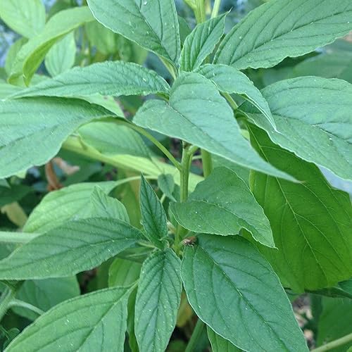 Green Callaloo - Semillas de amaranto (Amaranthus Viridis) Más de 30 semillas de verduras tradicionales en cápsulas de semillas congeladas para el