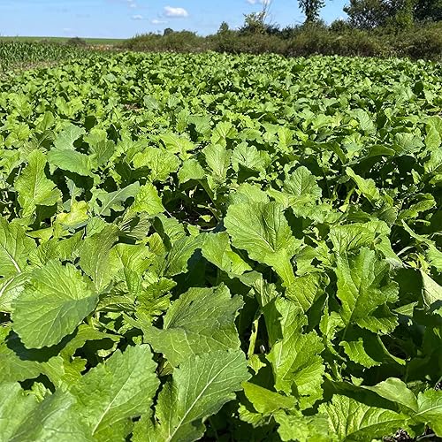 Miniatura 7 de TnT Seed Company Brassica Buffet - Mezcla de parcela de comida para ciervos de 4 libras - 3 especies de brassicas - Semillas de hasta 1 acre