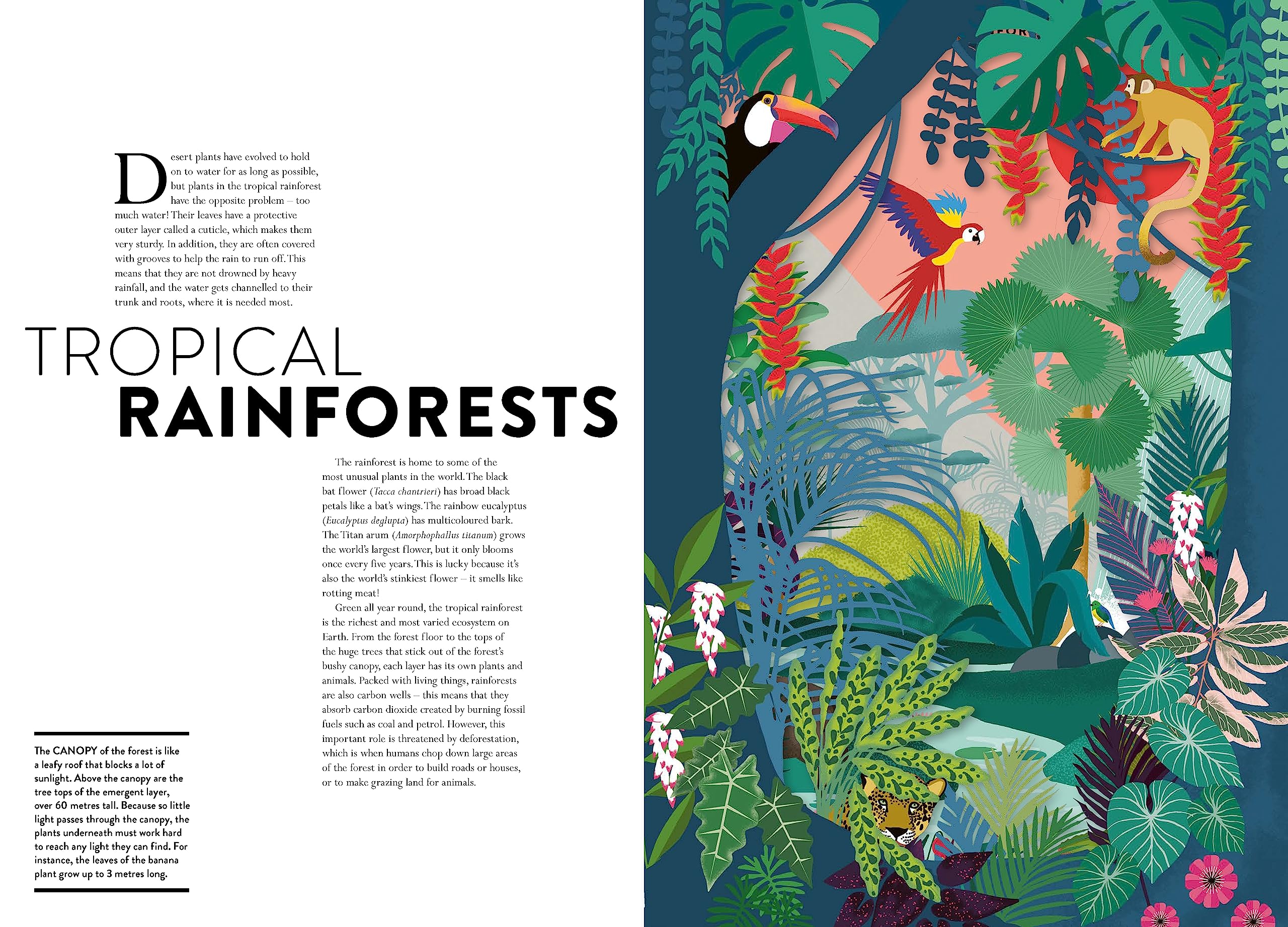 Plant Life /anglais