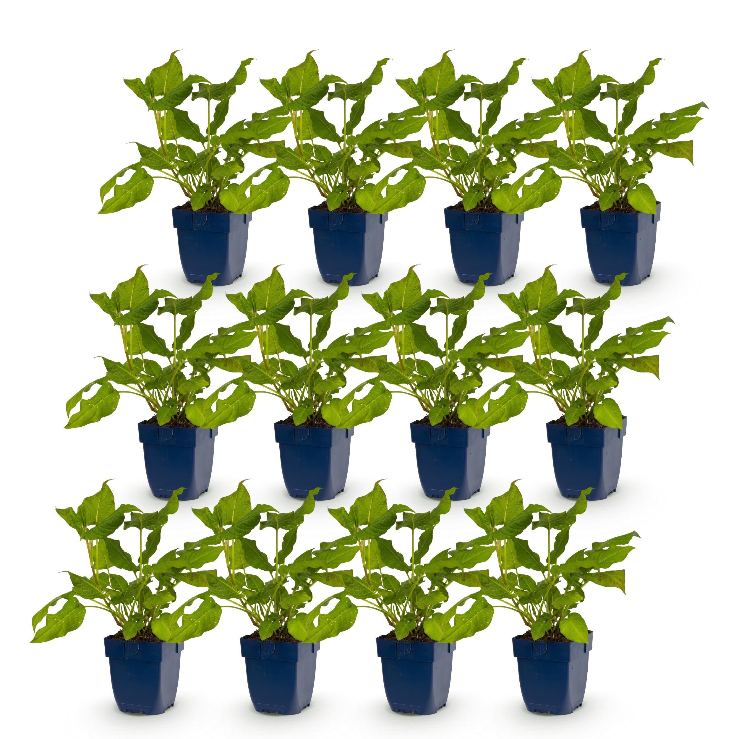Persicaria amplexicaulis – rdest – rośliny przyciągające pszczoły i motyle – czerwone – 12 sztuk - 15-25cm - Ø11cm - Roślina ogrodowa