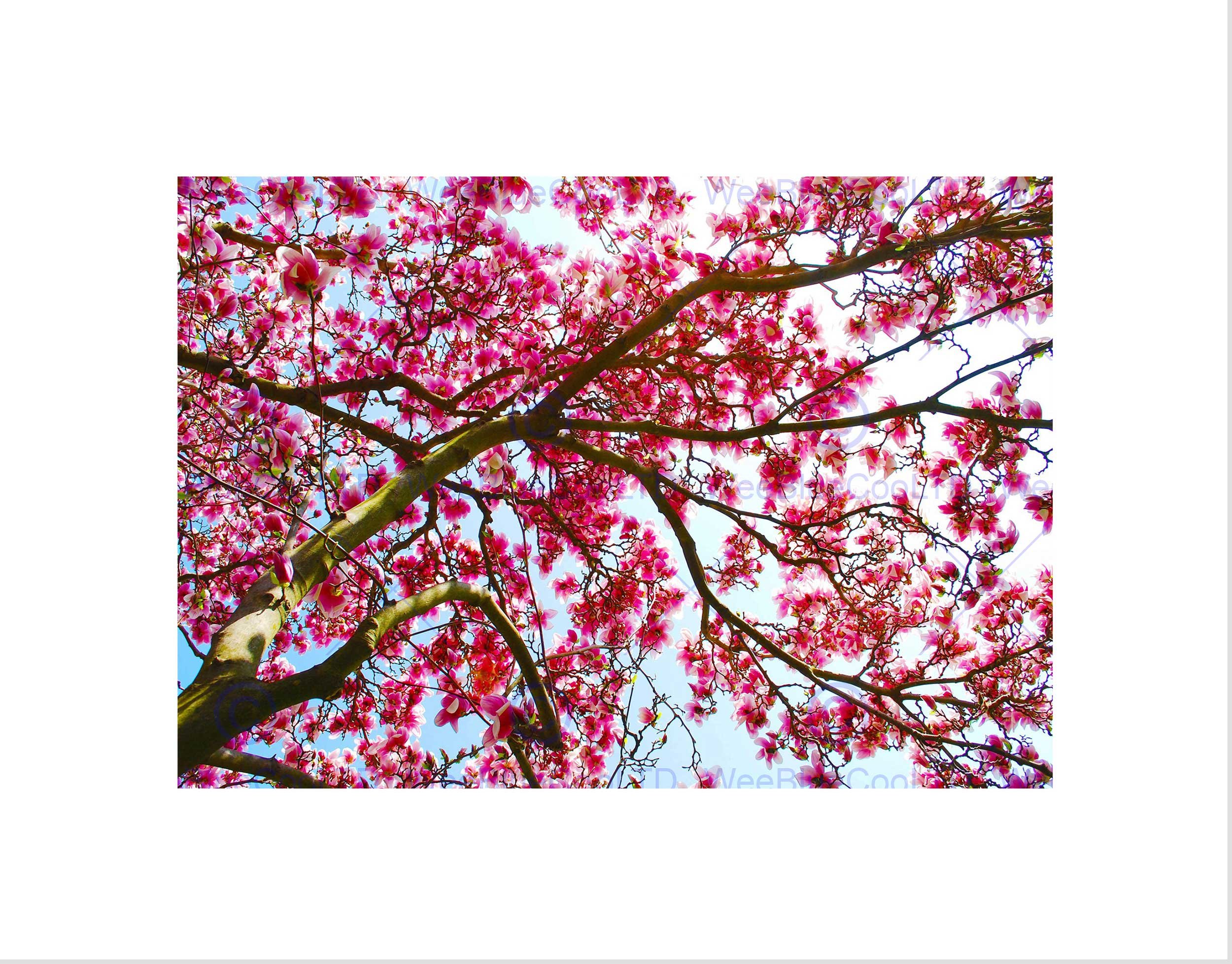 Wee Blue Coo Photo Composition Pink Blossom Spring Tree Branch Wall Art Print