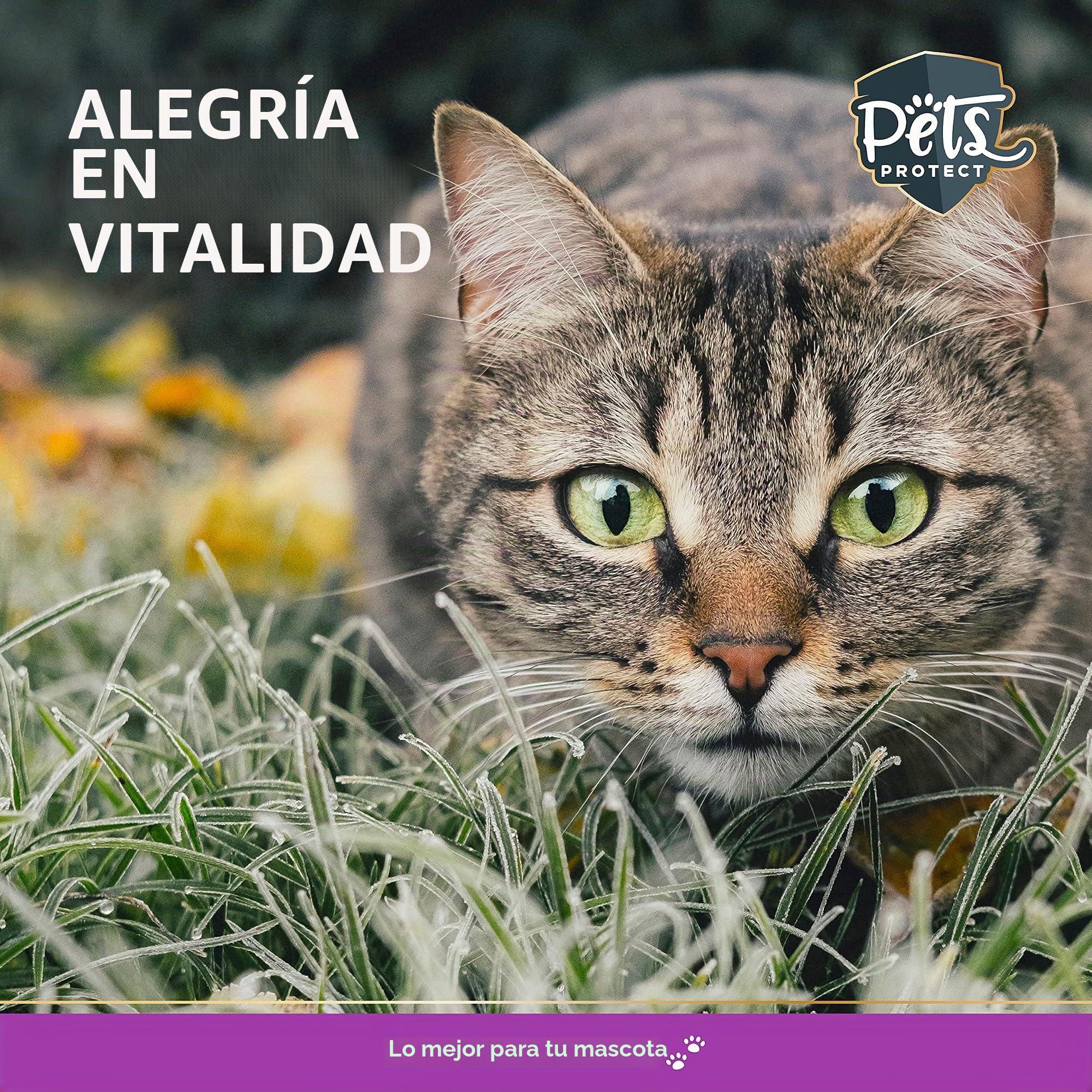 Pets Protect Pets Perfect Taurine Powder 150 g, adecuado para gatos y perros de todas las edades, apoya la función ocular normal, promueve la vitalidad y la función cardiovascular normal