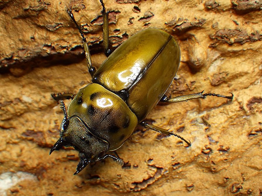 【野外標本】タイ産オウゴンオニクワガタ 野外標本】タイ産オウゴンオニクワガタ オウゴンオニクワガタ