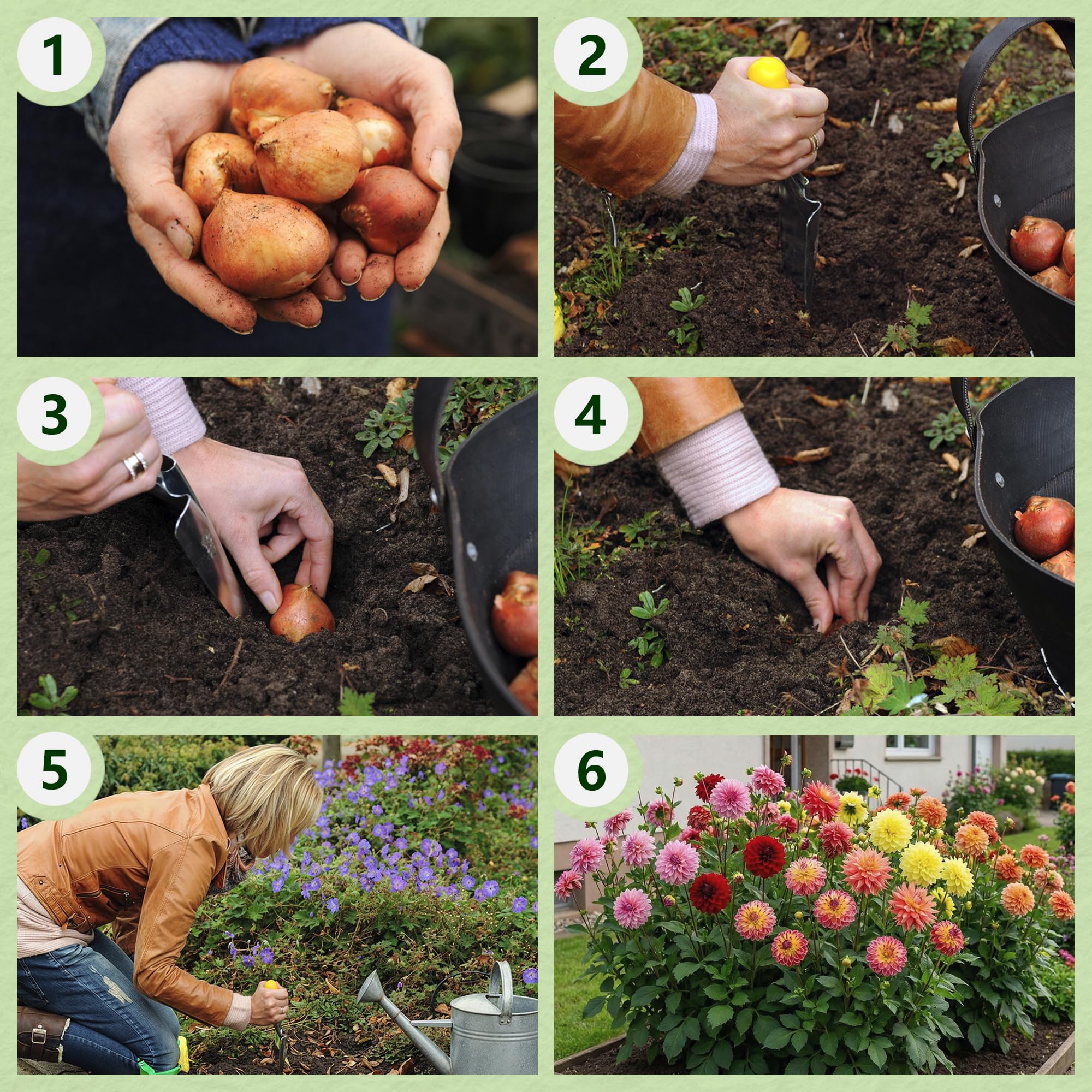 Dahlia Tubers Grand Collection, paquete de regalo con mezcla de 5 variedades de bulbos de dalia de Holanda, mezcla exclusiva de tubérculos de dalia para jardín y macetas(sin semillas, no artificiales)