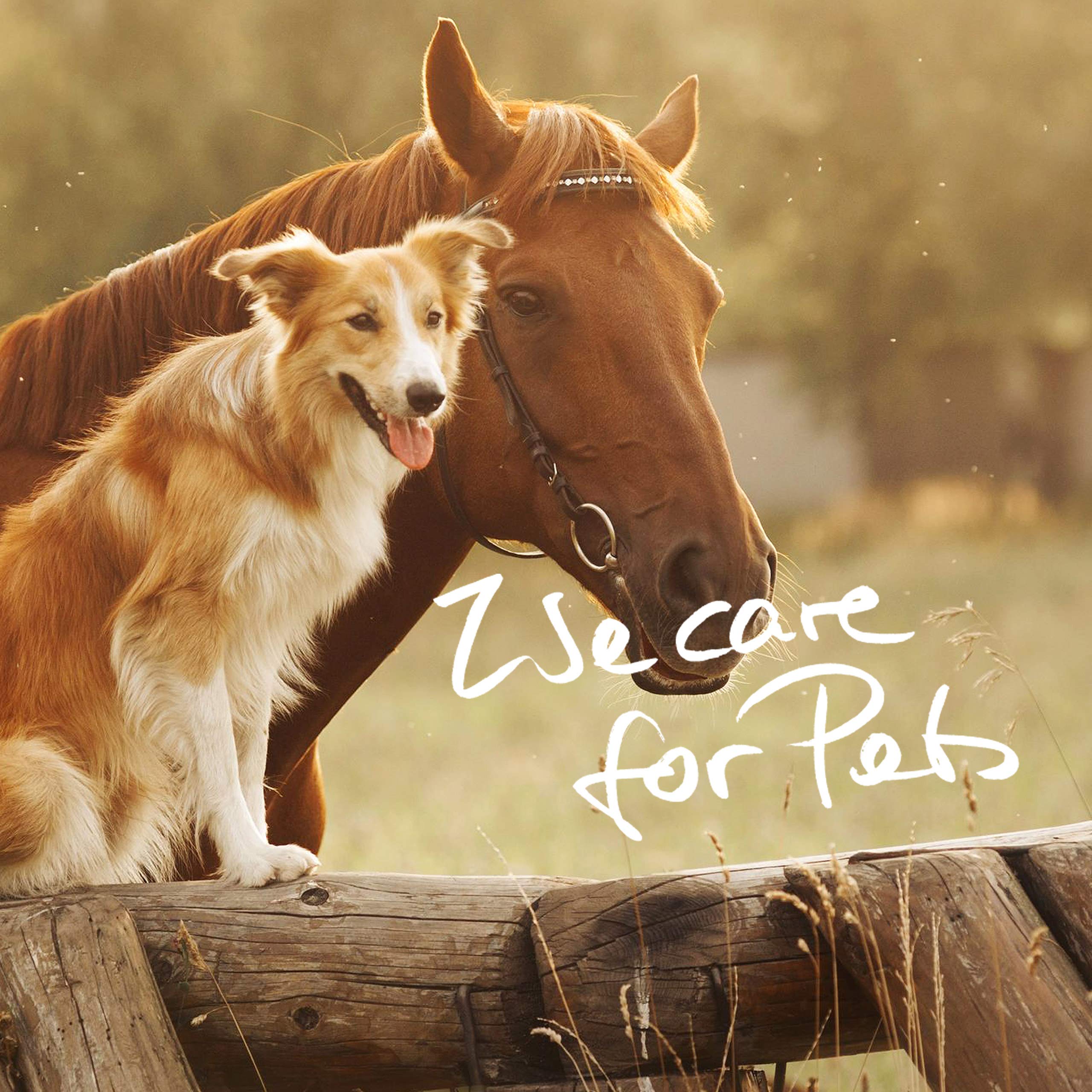 MSM Horse - Polvo MSM Premium para caballos en cubo de 1,8 kg, incluye cuchara dosificadora (polvo de metilsulfonilmetano/azufre para caballos y perros)