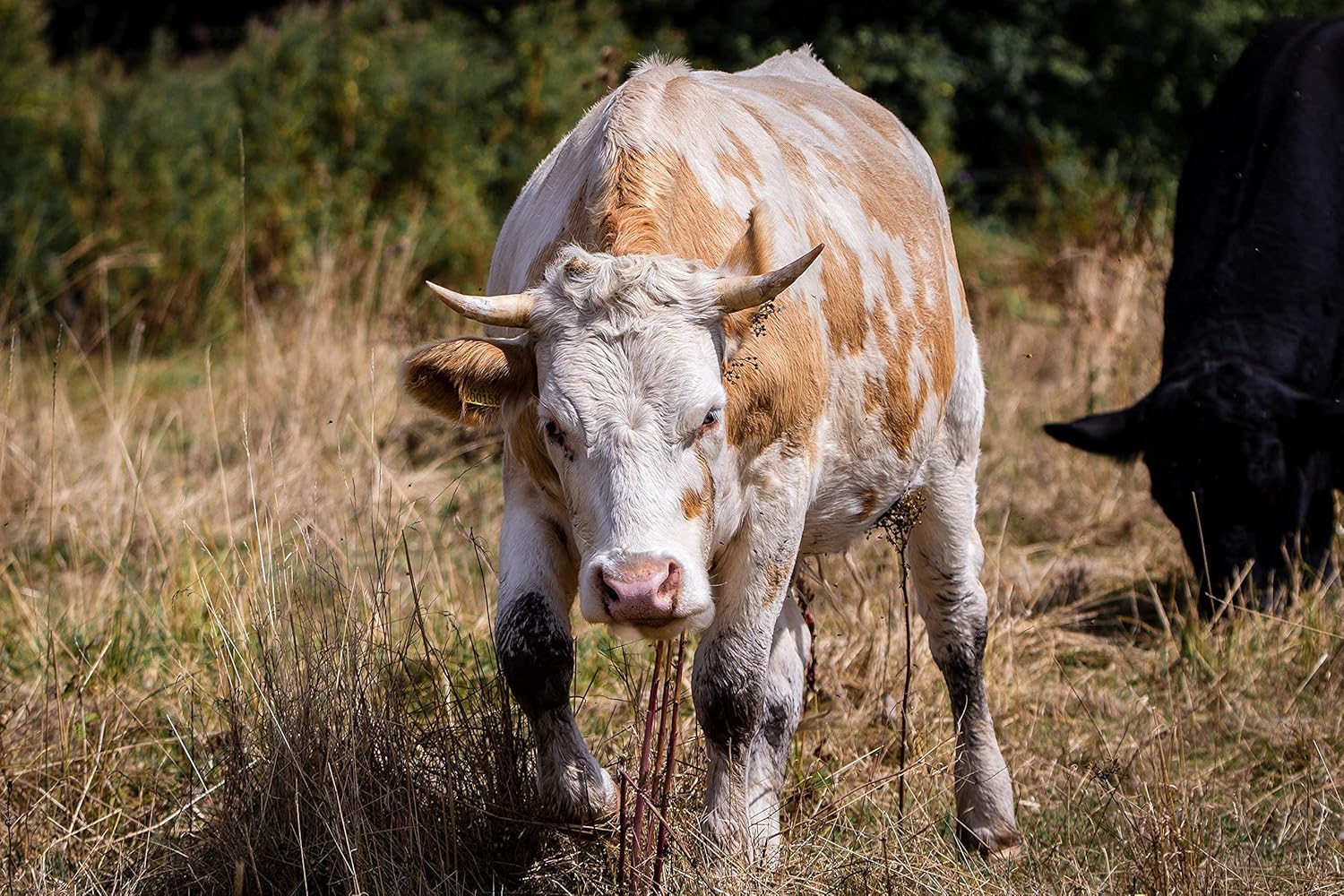 откорм крс. бычки на ферме. бычки на откорм. откормочная площадка для бычков. бык на ферме.
