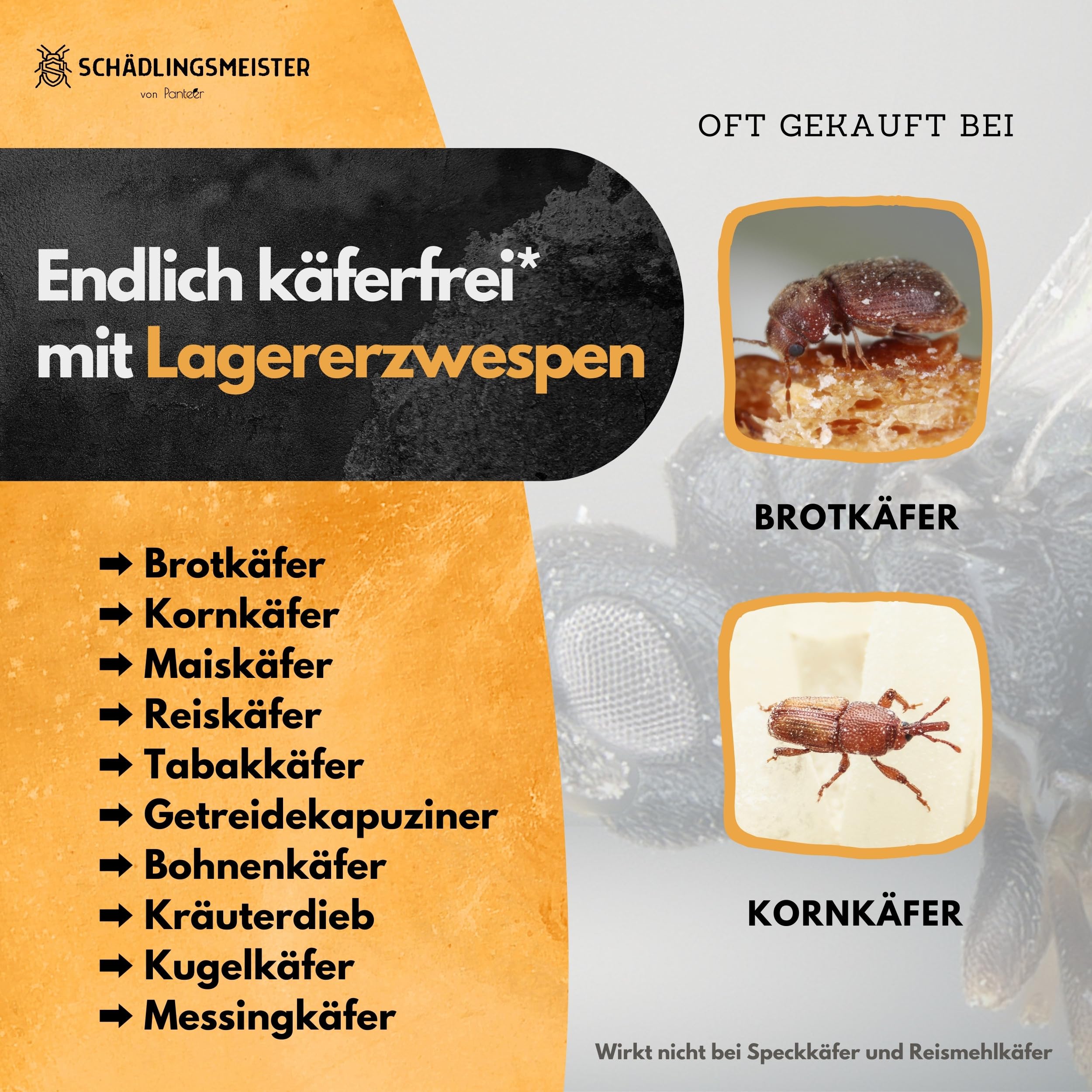 Panteer ® Lagererzwespen - 40 Nützlinge - Brotkäfer bekämpfen und Kornkäfer bekämpfen - Besser als Brotkäfer Falle - Zwei Arten für hohe und kühle Temperaturen - Made IN Germany (1 Stück)