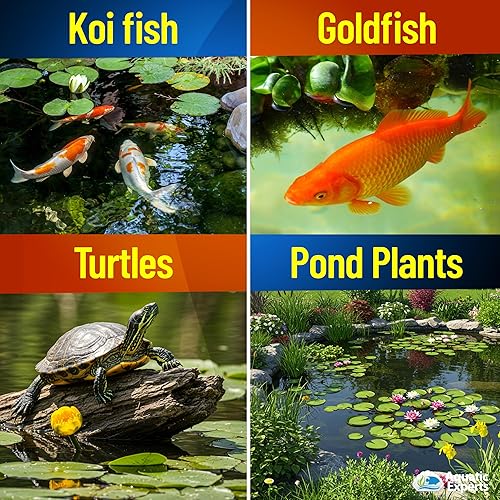 Miniatura 5 de Aquatic Experts PondFirst - Acondicionador de agua para estanques de peces, diclorador instantáneo concentrado para estanques de peces, hace que el