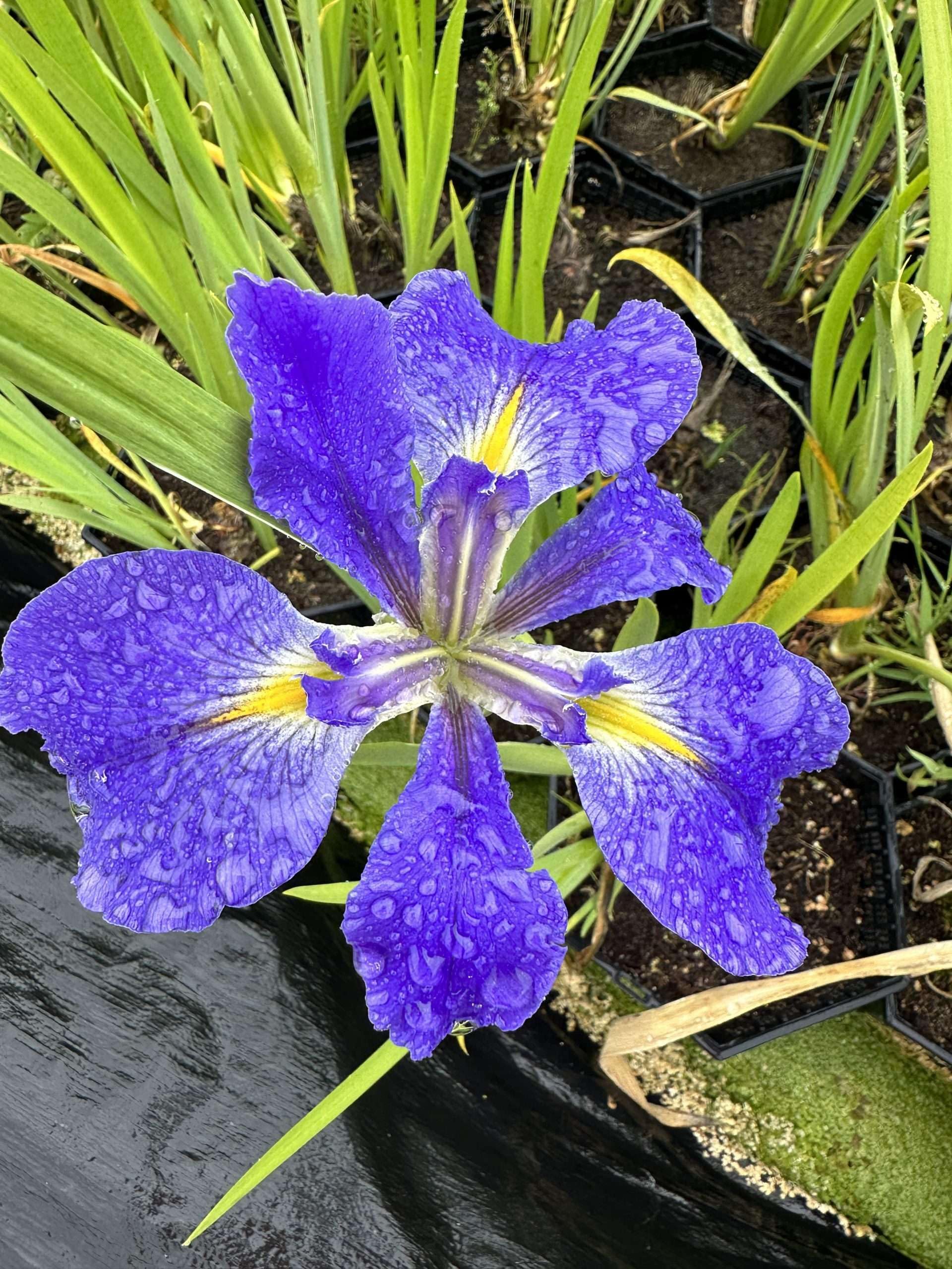 Lincolnshire Pond Plants Ltd - Iris Louisiana 'Heather Stream' - Marginal Pond Plants - MP054-1 / 1Ltr Potted