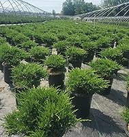 Vista 3 de Compacto Andorra Juniper, hoja perenne de hoja verde en maceta de 3 galones - Juniper Horizontalis plumosa compacta 'Youngstown