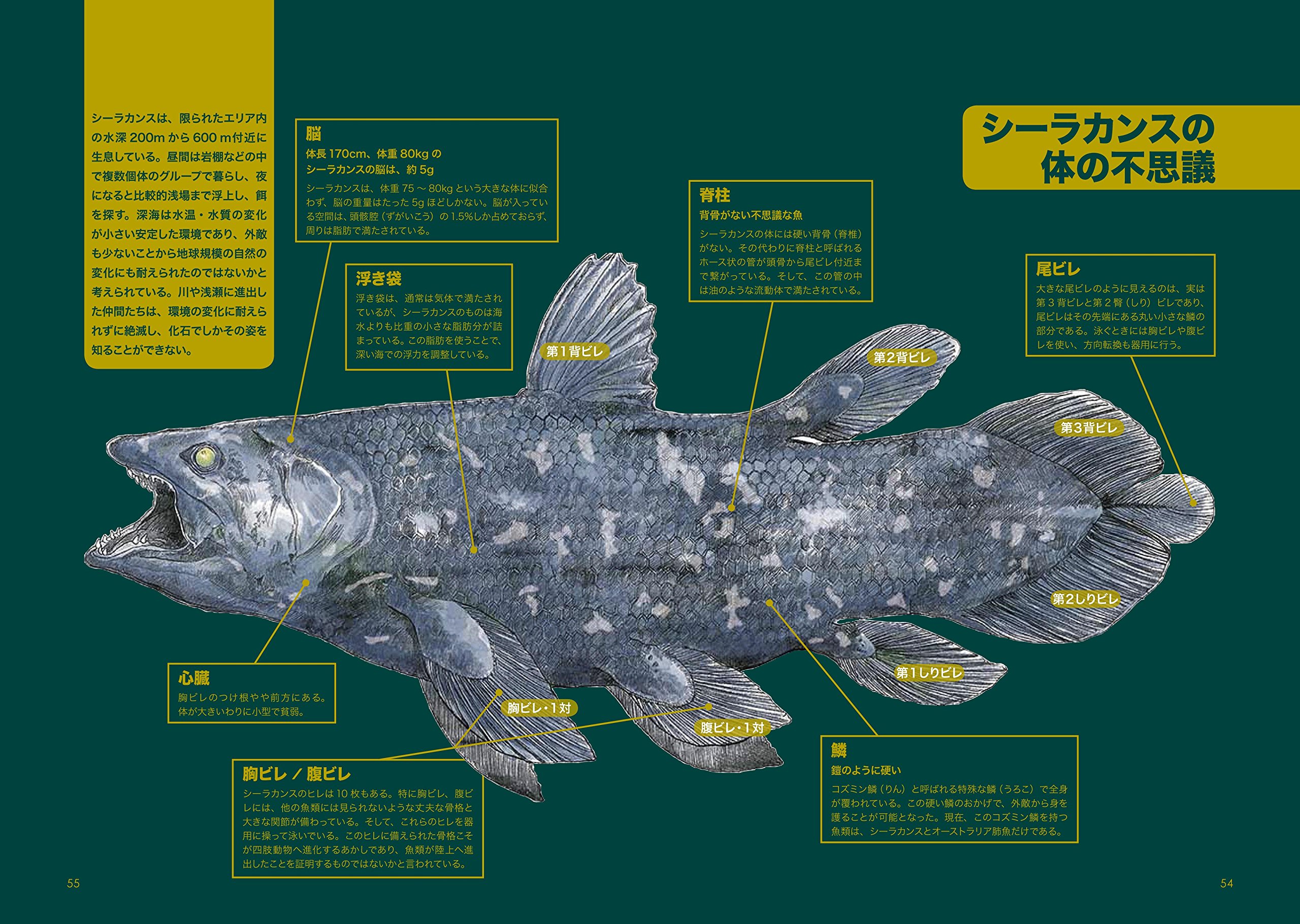世界に一つだけの深海水族館 沼津港深海水族館 シーラカンスミュージアム館長 石垣幸二 監修 本 通販 Amazon