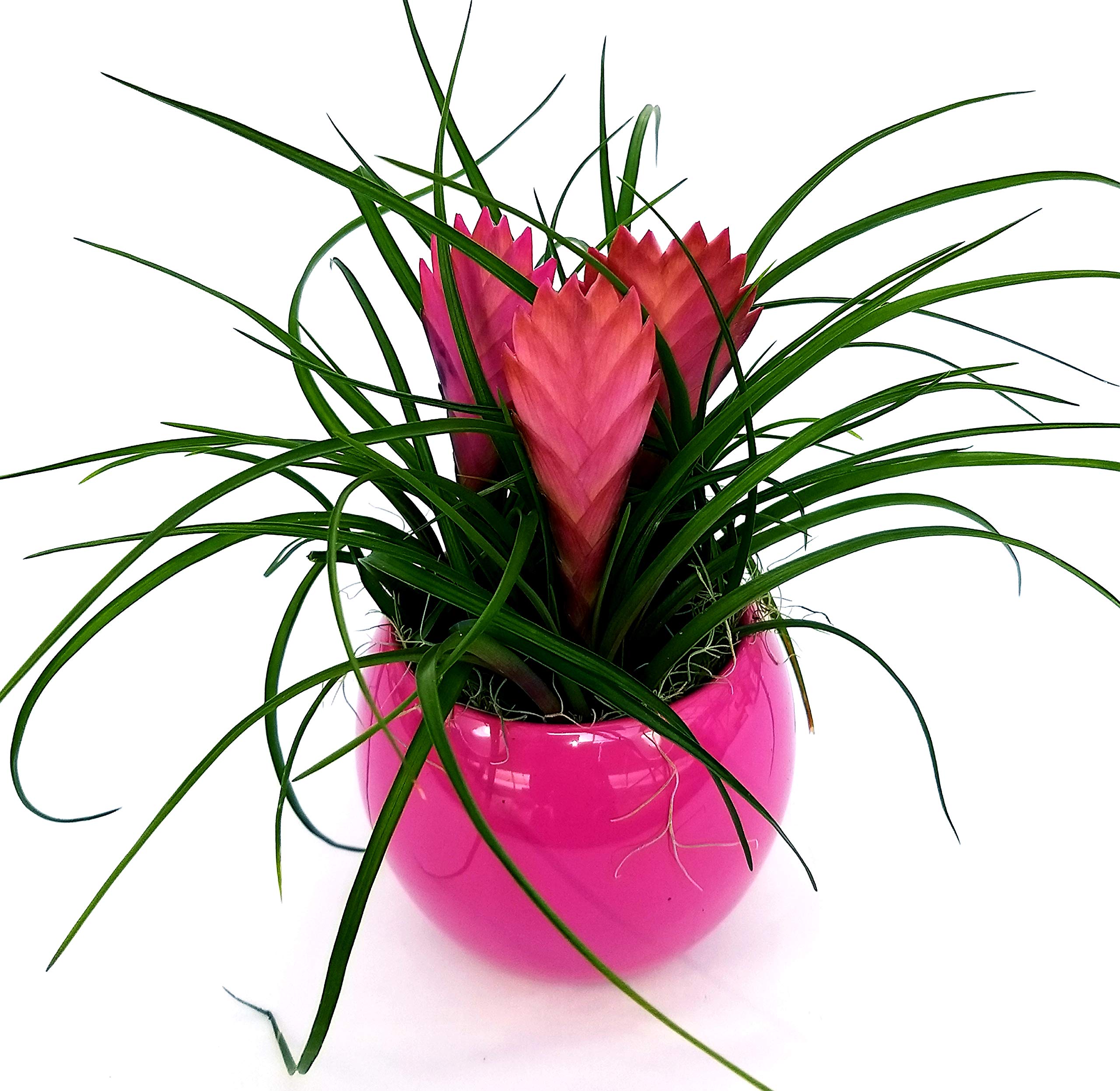 POWERS TO FLOWERS - ANTHURIUM ROSSO MILLION FLOWERS IN VASO PIETRA, pianta vera