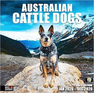RED EMBER Australian Cattle Dogs 2026 Wall Calendar 12 Month | 12" x 24" Open | Thick & Sturdy Paper | Giftable | Calendar 2026