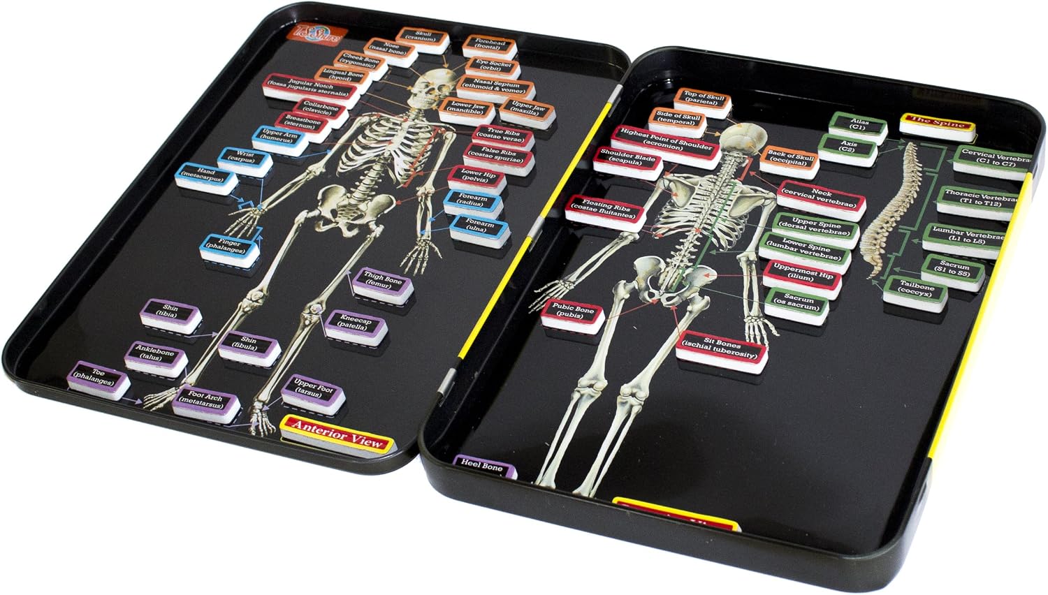 the Human Skeleton Magnetic Science Tin Stem Activity image 3