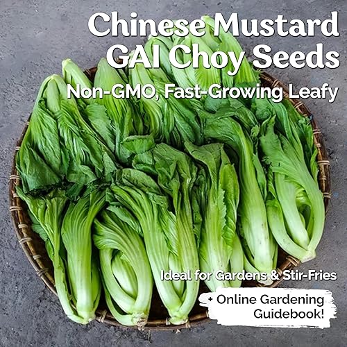 Miniatura 2 de KVITER 500 Semillas de Mostaza Oriental  Mostaza China, GAI Choy  Brassica Juncea  Semillas frescas orgánicas para plantar  Semillas vivas para el