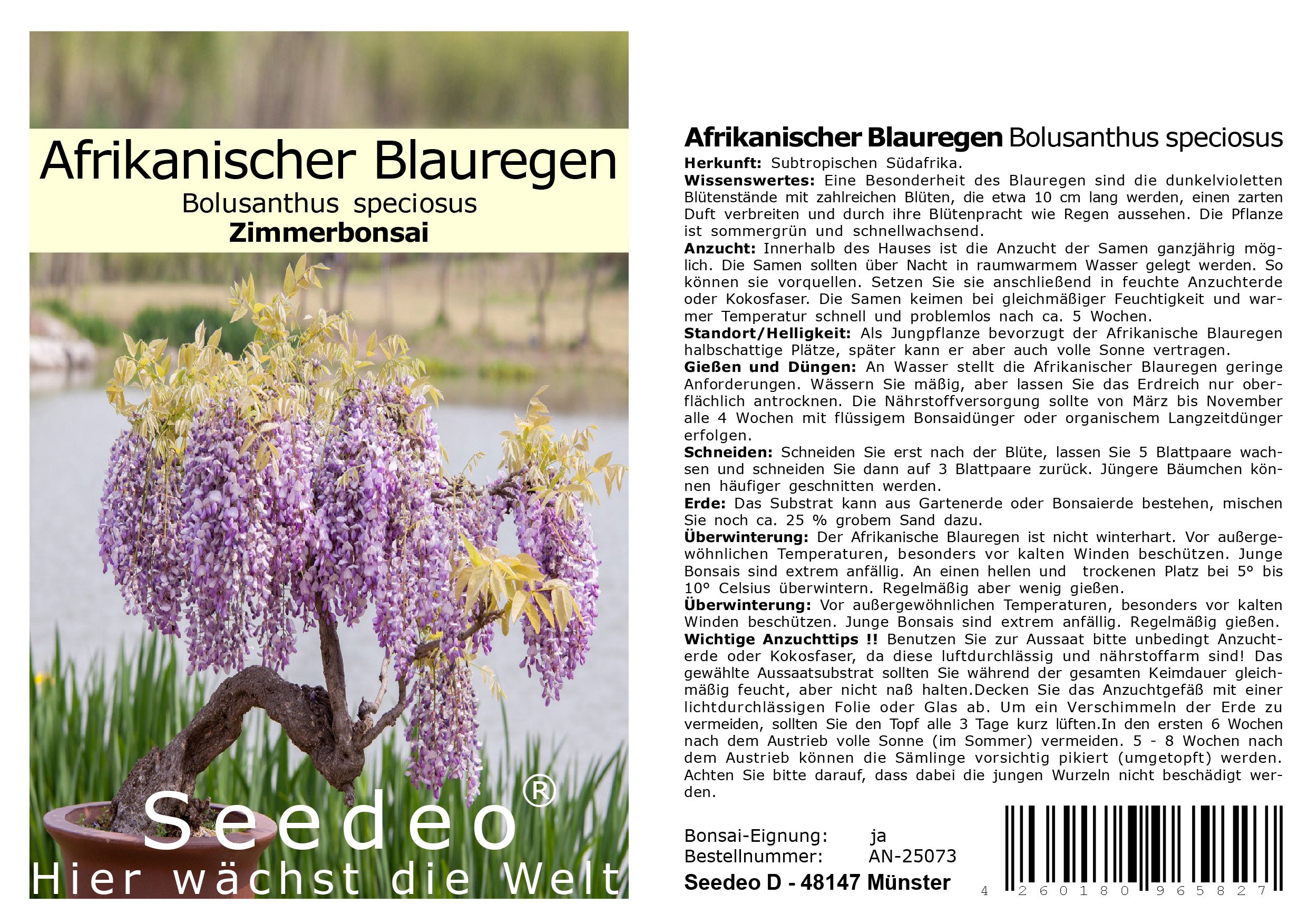 Seedeo Afrikanischer Blauregen (Bolusanthus speciosus) Zimmer-Bonsai 20  Samen : Amazon.de: Garten