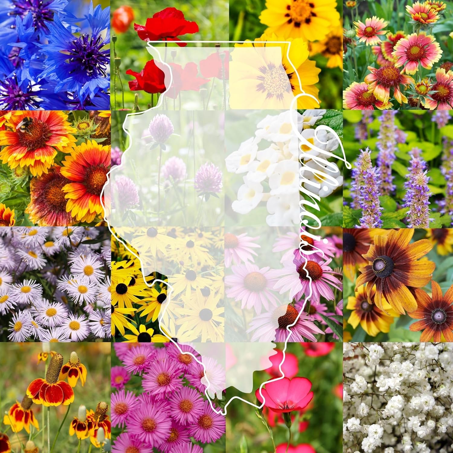Illinois Bulk Perennial Wildflower Seed Mix 1lb Covers 2,000sq-ft - Attract Pollinators, Multi-Color Blooms - Midwest US Species Plant in Spring/Fall - Earth-Friendly Packaging (1/2 Pound)
