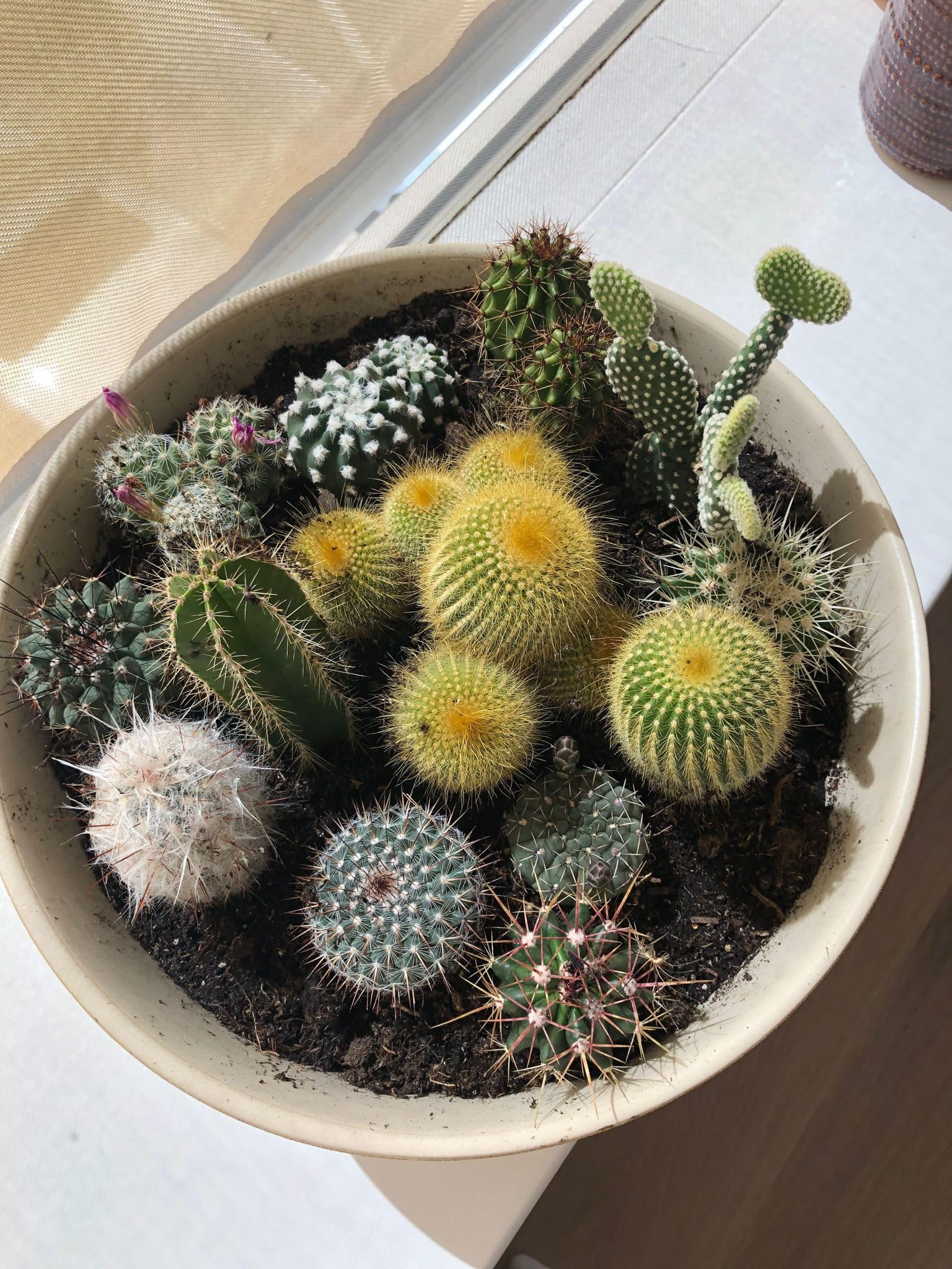 Amazon.com: Cactus Mix 20 tipos diferentes, 2.2 in Ø, 2.4-4.7 in