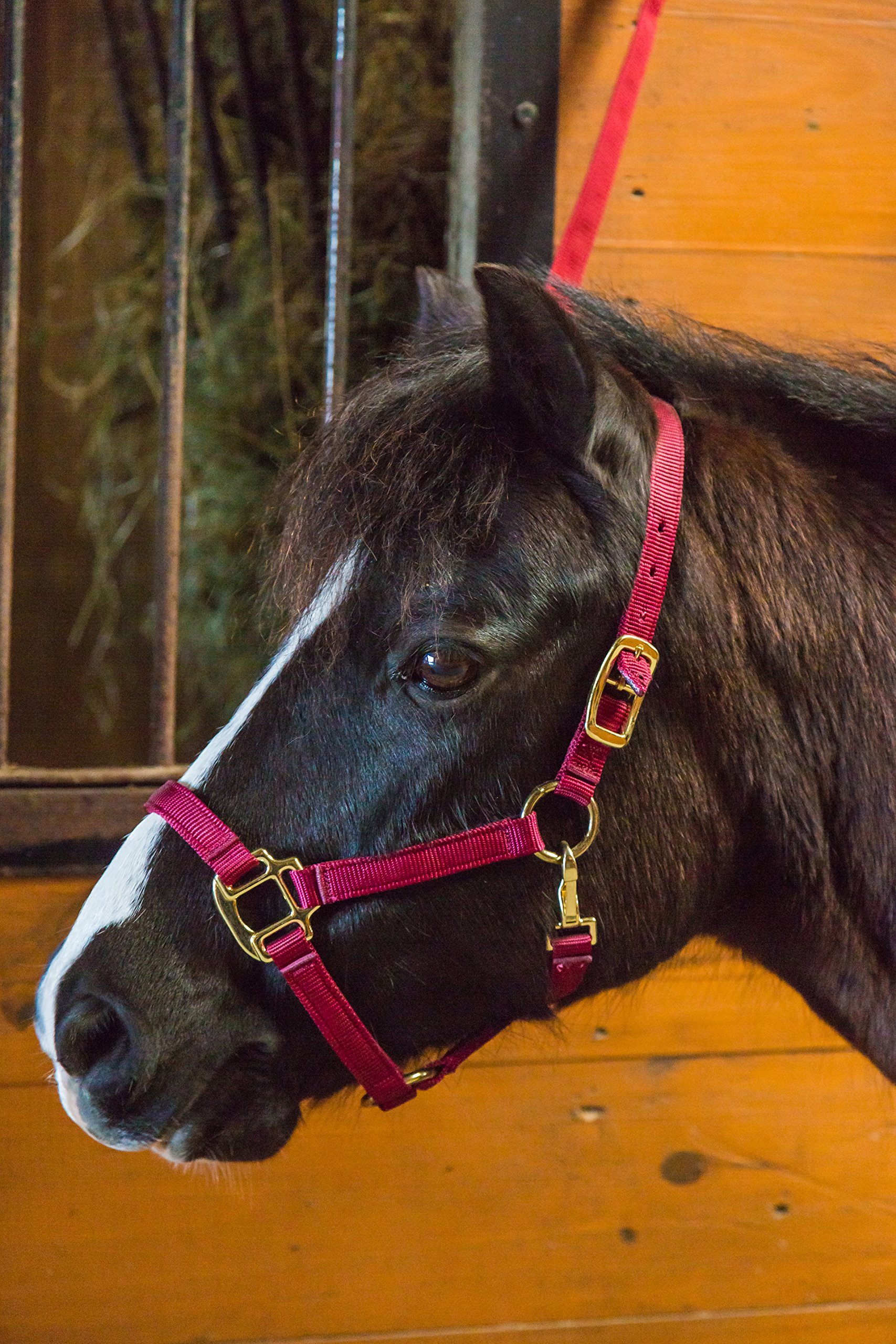 Intrepid International Caballo Miniatura de Nylon