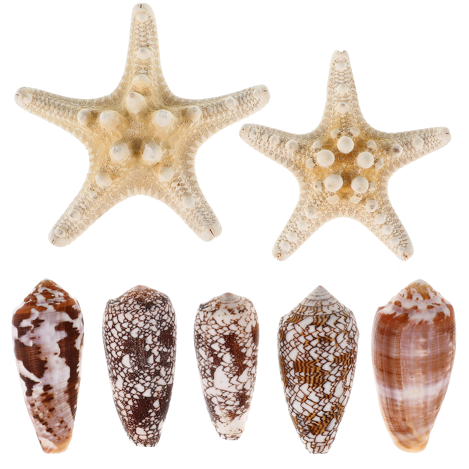 Imanes Decorativos Pequeños Forma Concha 7 Pcs miniatura 7