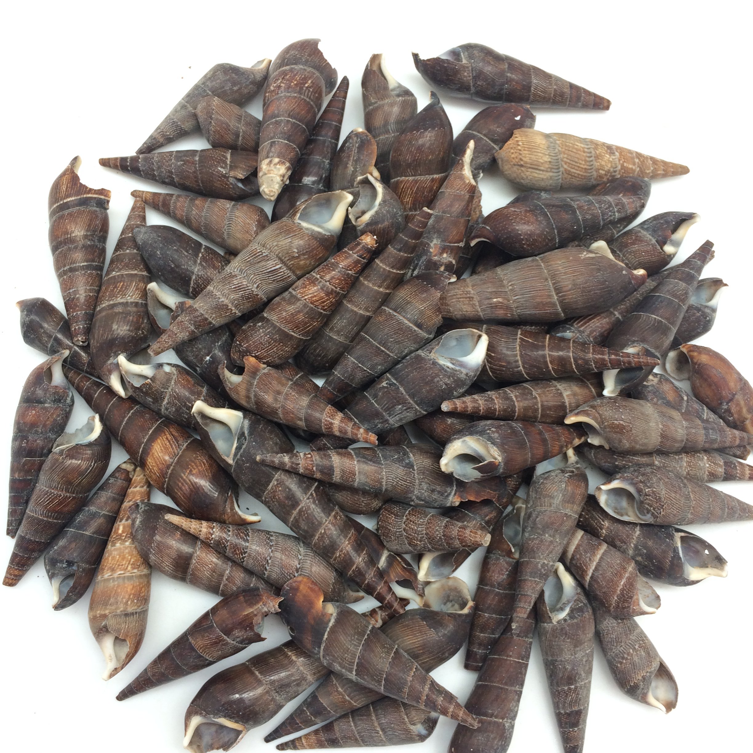 PEPPERLONELY Black Terebra Sea Shells, 8 OZ Approx. 65+PC Shells, 1-1/4 Inch ~ 2-1/4 Inch