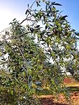 Olivottoil 2025/2026 Edition !!! Italian Extra Virgin Olive Oil Olivottoil & Wild Pack | Antioxidant Rich | Pesticides Free |